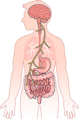 Illustration of the vagus nerve connecting the brain to the digestive system.