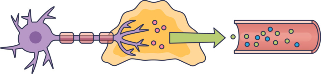 Illustration of neuron signaling to adrenal medulla, releasing hormones into bloodstream.
