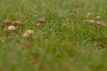 In a vibrant field, an array of colorful mushrooms in various shapes and sizes sprout joyfully from the lush green grass, showcasing natures rich hues and the complexity of its ecosystem