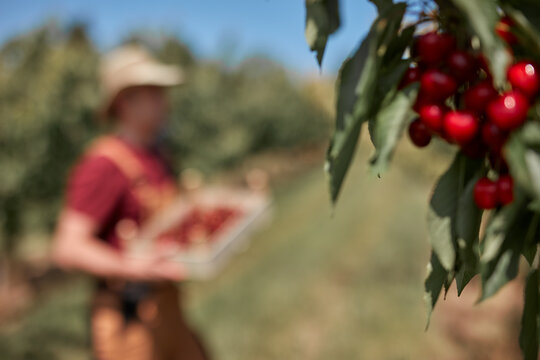 Farmer picking fresh red cherries on a farm.