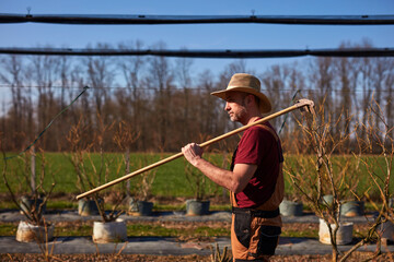 Male gardener working in a blueberries organic farm.