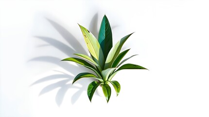 Fototapeta premium vector illustration of a plant, close up of plant that planted in pot that hang on wall, 