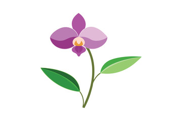 Obraz premium Orchid with stem and leaves on white background