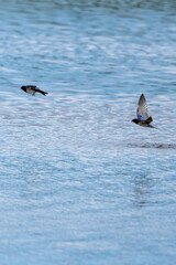 Barn Swallow (Hirundo rustica) – Commonly Found in Open Habitats Across the Northern Hemisphere