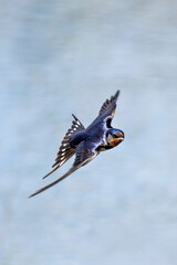 Barn Swallow (Hirundo rustica) – Commonly Found in Open Habitats Across the Northern Hemisphere