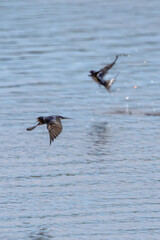 Barn Swallow (Hirundo rustica) – Commonly Found in Open Habitats Across the Northern Hemisphere