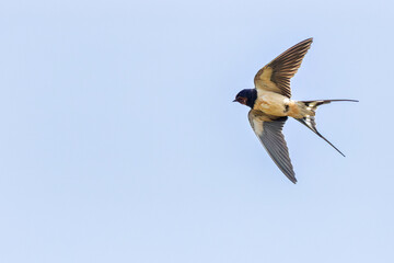 Barn Swallow (Hirundo rustica) – Commonly Found in Open Habitats Across the Northern Hemisphere