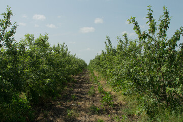 A dirt path through a forest