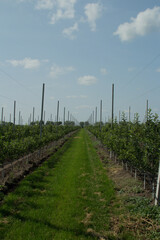 Fototapeta premium Rows of plants in a field