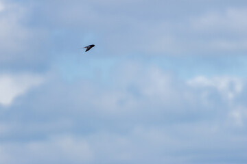 Barn Swallow (Hirundo rustica) &ndash; Commonly Found in Open Habitats Across the Northern Hemisphere