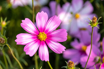 Obraz premium macro fresh of beautiful mix pink purple cosmos flower yellow pollen blooming in natural botany garden park