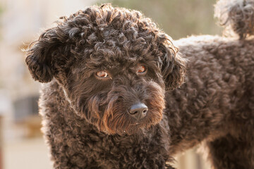 Retrato de caniche mediano negro con canas a contraluz, Alcoy, España