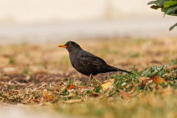 Mirlo Turdus merula de perfil sobre jardín durante la mañana, Alcoy, España