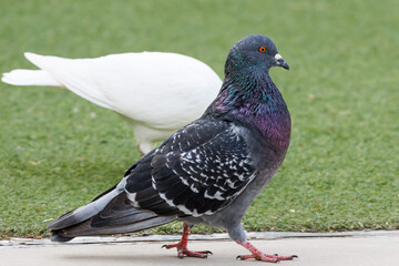 Paloma mensajera Columba livia junto a cesped artificial del parque para niños en Alcoy, España