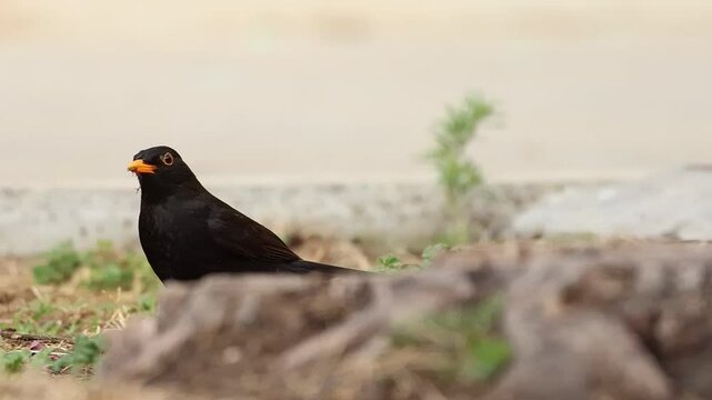 Mirlo Turdus merula mira a c&aacute;mara durante su busqueda de alimente de forma desconfiada, Alcoy, Espa&ntilde;a