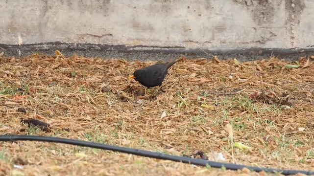 Mirlo Turdus merula pica la tierra entre hojas secas del parque en la ciudad buscando lombrices, Alcoy, Espa&ntilde;a