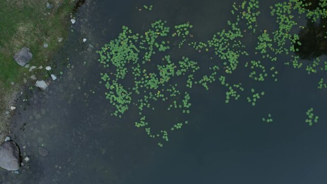 Overhead aerial view of a pristine alpine lake in Piedmont, Italy, dotted with floating Nymphaea and aquatic vegetation, captured by drone in slow motion showing natural water patterns and textures