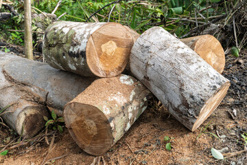 Freshly cut logs stacked on forest ground, showing tree bark texture and sawdust