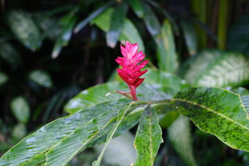 Red Tropical Flower with Wet Foliage in Background