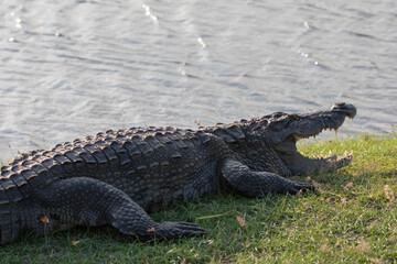 A mugger crocodile basks in the afternoon heat in Kumana national park, Sri Lanka.