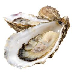 Naklejka premium An oyster on half shell isolated on a transparent background
