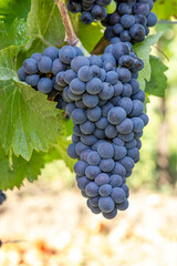 Bunch of ripe purple grapes hanging from vine in vineyard