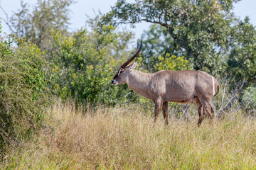 South Africa, Kruger National Park, Waterbuck (Kobus ellipsiprymnus), male
