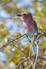 South Africa, Kruger National Park, Lilac-breasted Roller (Coracias caudatus)