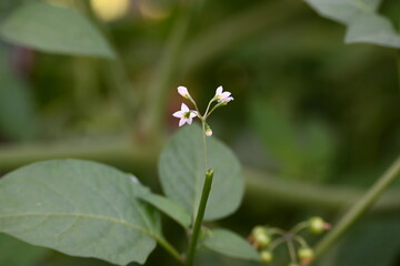 Solanum nigrum flowers. Its common names  European black nightshade, simply black nightshade, blackberry nightshade and black nightshade. This  is a species of flowering plant in the family Solanaceae