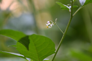 Solanum nigrum flowers. Its common names  European black nightshade, simply black nightshade, blackberry nightshade and black nightshade. This  is a species of flowering plant in the family Solanaceae