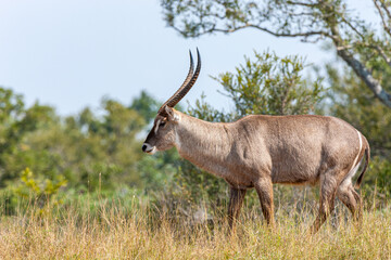 South Africa, Kruger National Park, Waterbuck (Kobus ellipsiprymnus), male