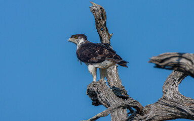 South Africa, Kruger National Park, African Hawk-Eagle (Aquila spilogastra or Hieraaetus...