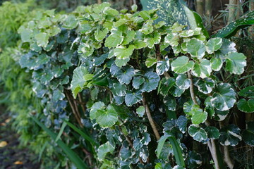 Tropical Plants with Small Leaves Growing in Front of a Wall