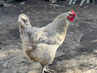 chicken outdoors. Krkpny plan of chicken
