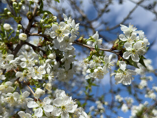 White cherry flowers in a Ukrainian garden.