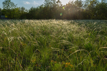 Stipa in the field.The grass twists in the wind. Stipa is a genus of 141 species of large perennial hermaphroditic grasses.