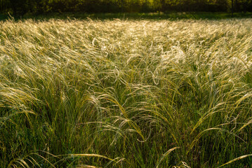 Stipa in the field.The grass twists in the wind. Stipa is a genus of 141 species of large perennial hermaphroditic grasses.