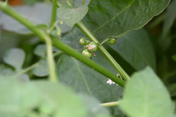 Solanum nigrum fruits. Its common names &nbsp;European black nightshade, simply&nbsp;black nightshade, blackberry nightshade and black nightshade. This &nbsp;is a species of flowering plant in the family&nbsp;Solanaceae.