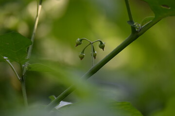 Solanum nigrum fruits. Its common names  European black nightshade, simply black nightshade, blackberry nightshade and black nightshade. This  is a species of flowering plant in the family Solanaceae.