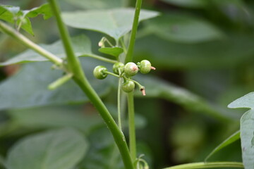 Solanum nigrum fruits. Its common names  European black nightshade, simply black nightshade, blackberry nightshade and black nightshade. This  is a species of flowering plant in the family Solanaceae.