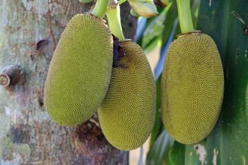 Three Jackfruits Hanging from Tree with Trunk in Background