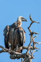 South Africa, Kruger National Park, White-backed Vulture (Gyps africanus)