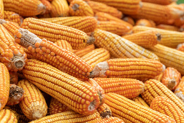 Close up of Corn can be use as background. Cornfield at Harvest. Golden Ripe Corn. Corn Texture. 