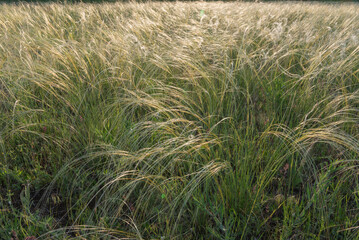 Stipa in the field.The grass twists in the wind. Stipa is a genus of 141 species of large perennial...