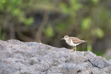 Common sandpiper (Actitis hypoleucos) by a loch, Angus, Scotland