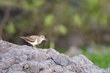 Common sandpiper (Actitis hypoleucos) by a loch, Angus, Scotland