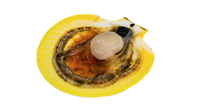 ツキヒガイの中身（背景透過・生食用）