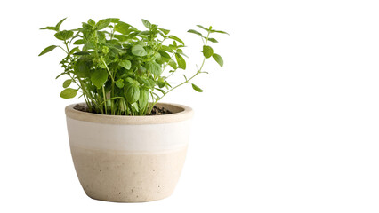 Green plant in a pot isolated on transparent background