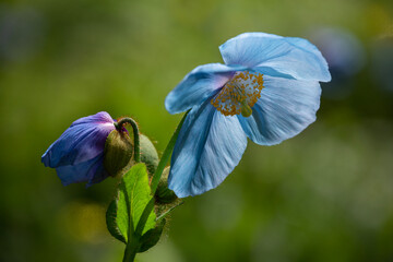 Closeup of two beautiful Himalayan blue poppies in soft light in springtime

