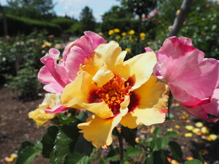 Rose Garden
